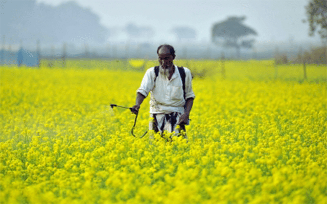 Guwahati: Assam govt to set up centres to procure mustard at MSP
