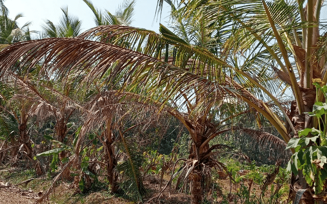Udupi: Arecanut, coconut trees dries due to heat