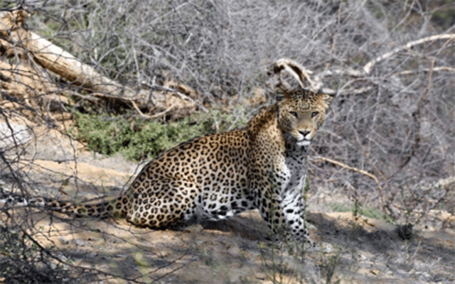 Chamarajanagar: Leopard attacks minor girl in district