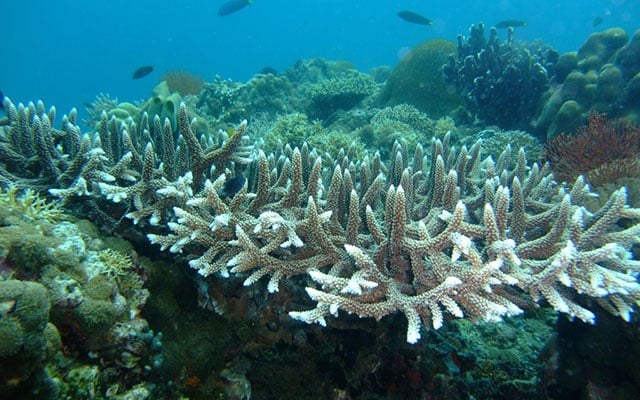 Record high ocean temperatures are now bleaching corals