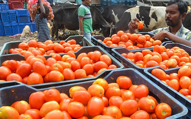Tomato price hits Rs 200pkg in TN as rain hits crop in Ktaka AP