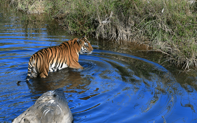 With over 3,100 tigers in India, success of project tiger speaks for itself: Minister