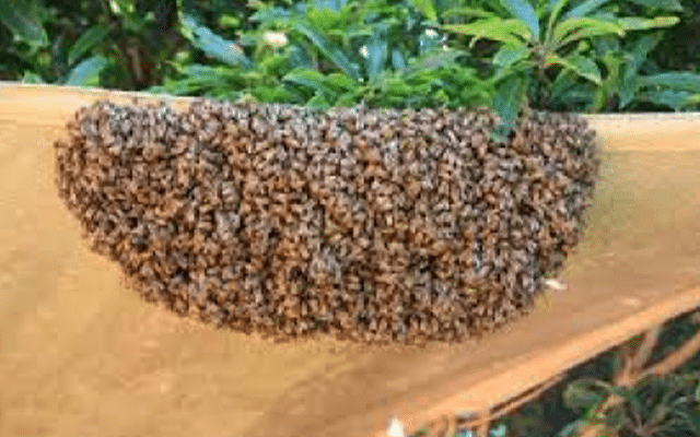 Bee attack: One dead, 14 hospitalised in Karnataka village