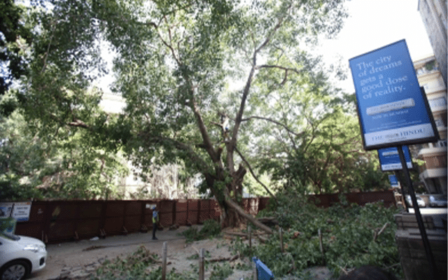 No permission will be granted to chop down trees for construction of houses: Delhi HC | Azad Times