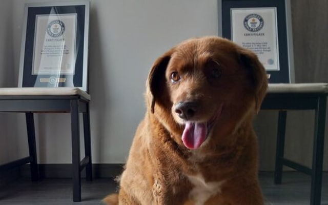 Bobi, a renowned Rafeiro do Alentejo from Portugal, passed away at the age of 31 in a heartbreaking turn of events. Just a few months have passed since the prestigious Guinness World Records formally recognized him as the oldest living dog in the world.