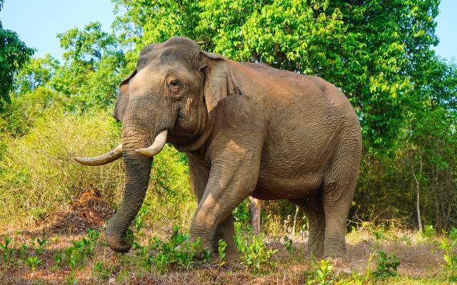 Asian wild elephant on the side of a forest road in Western Ghat