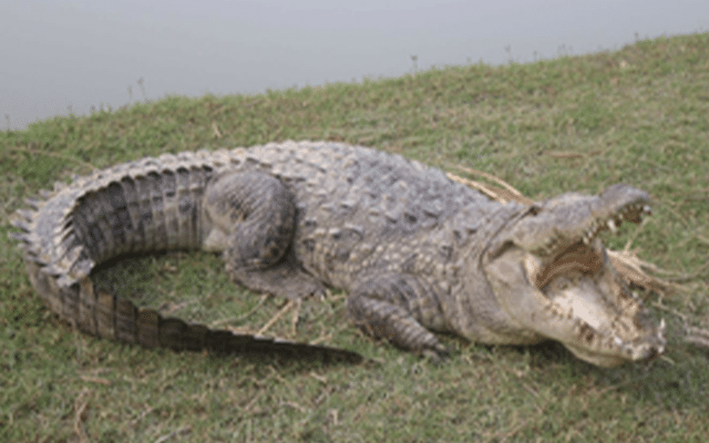 Seven-feet-long crocodile creates panic in UP's Firozabad, rescued