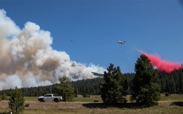 Unprecedented wildfires in California threaten wildlife habitats: Study