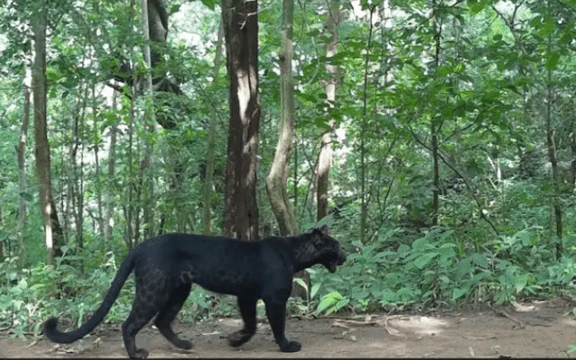 An extremely rare black leopard has been spotted in a forest in Odisha during the ongoing tiger census in the state, a senior official said.