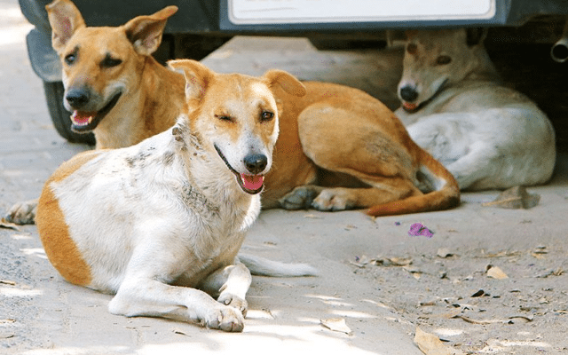 On Monday, a unique incident occurred when a stray dog entered a classroom at a school in Palakkad, Kerala, and bit a female student, marking the first of its kind occurrence. 