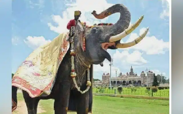 Karnataka Chief Minister Siddaramaiah on Wednesday announced a memorial for the 63-year-old elephant 'Arjuna' which died during an operation in a forest to capture a wild tusker on December 1.