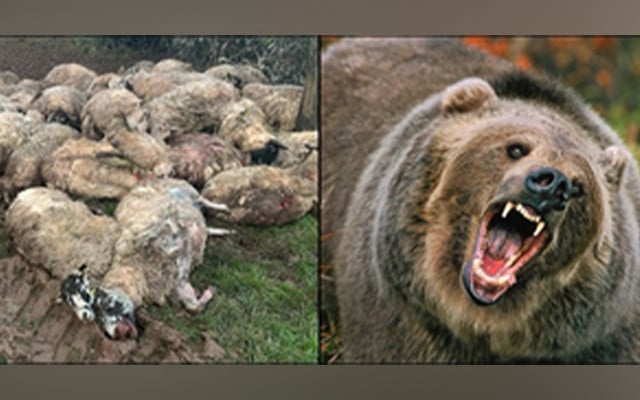 Eighteen sheep were killed while 25 were injured in a nocturnal bear attack in north Kashmir’s district Bandipora.Officials said that the incident took place in Chak Arsalan Khan village
