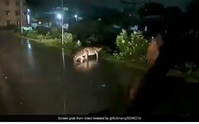 "The Tamil Nadu forest department issues advisory as 'mugger crocodile' spotted on Chennai road during heavy rain.