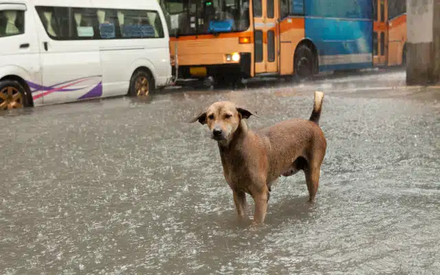 A heartwarming video of a street dog fighting for its life has gone viral amid the severe waterlogging that Cyclone Michaung has caused in Chennai. The dog is seen in the video, which was posted on X by the news agency ANI, navigating through floodwaters to get to the other side of the road and meet up with its friend in the Arumbakkam region.