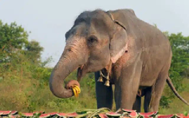 Amidst the increasing human-elephant conflict in Assam, at least two people were killed in an attack by a herd of wild elephants in Nagaon district of the state, officials said on Wednesday.