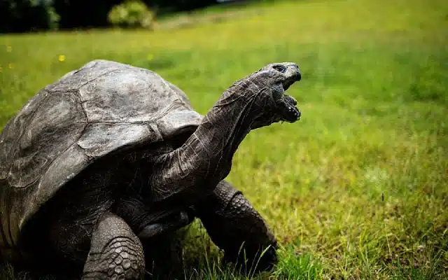 One living thing stands out as a testament to tenacity and longevity in a world that has seen enormous historical events and cultural shifts: Jonathan the Seychelles giant tortoise. Jonathan, who was born around 1832, recently turned 191 years old, making him the oldest living land mammal in the world.