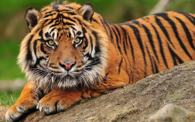 The Mysuru district of Karnataka authorities launched an operation on Monday to apprehend a tiger that was on the loose and had been sighted near the villages of Chikkakaanya, Doddakaanya, Byatahalli, and Sindhuvalli on several occasions. The forest department acted quickly after residents became alarmed by the tiger's frequent sightings.