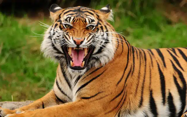40-year-old Bhola Singh of Nayapind village, Uttar Pradesh's Dudhwa buffer zone (DBZ), perished in a tiger attack close to the Manjhra forests. The regrettable incident that happened on Thursday brought attention to the ongoing conflict between people and wildlife in the area.