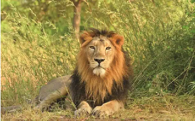 A total of 397 lions, including 182 cubs, have died in Gujarat between 2019 and 2021, with around 10 percent falling prey to unnatural causes, the Parliament was told on Thursday.