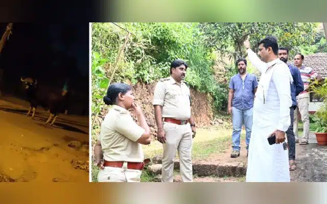 Concerns Rise as Wild Gaur Spotted in Mangaluru's Kadri City Center on Sunday Night. Public Alarmed by Unusual Presence. 