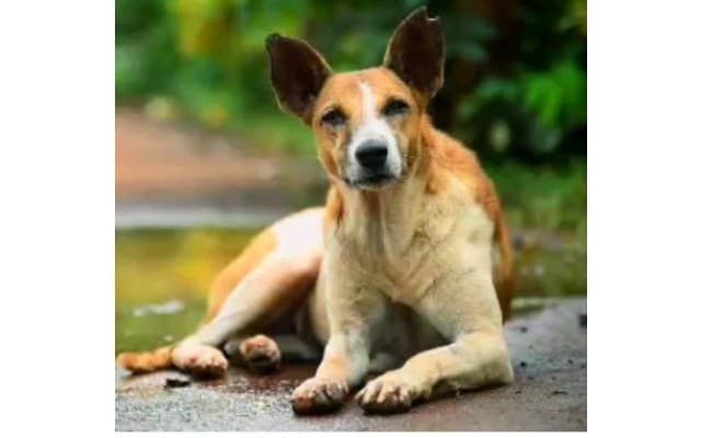 I Vouch For the Dogs of Mangalore