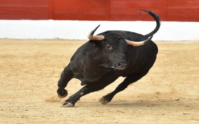 bull hits